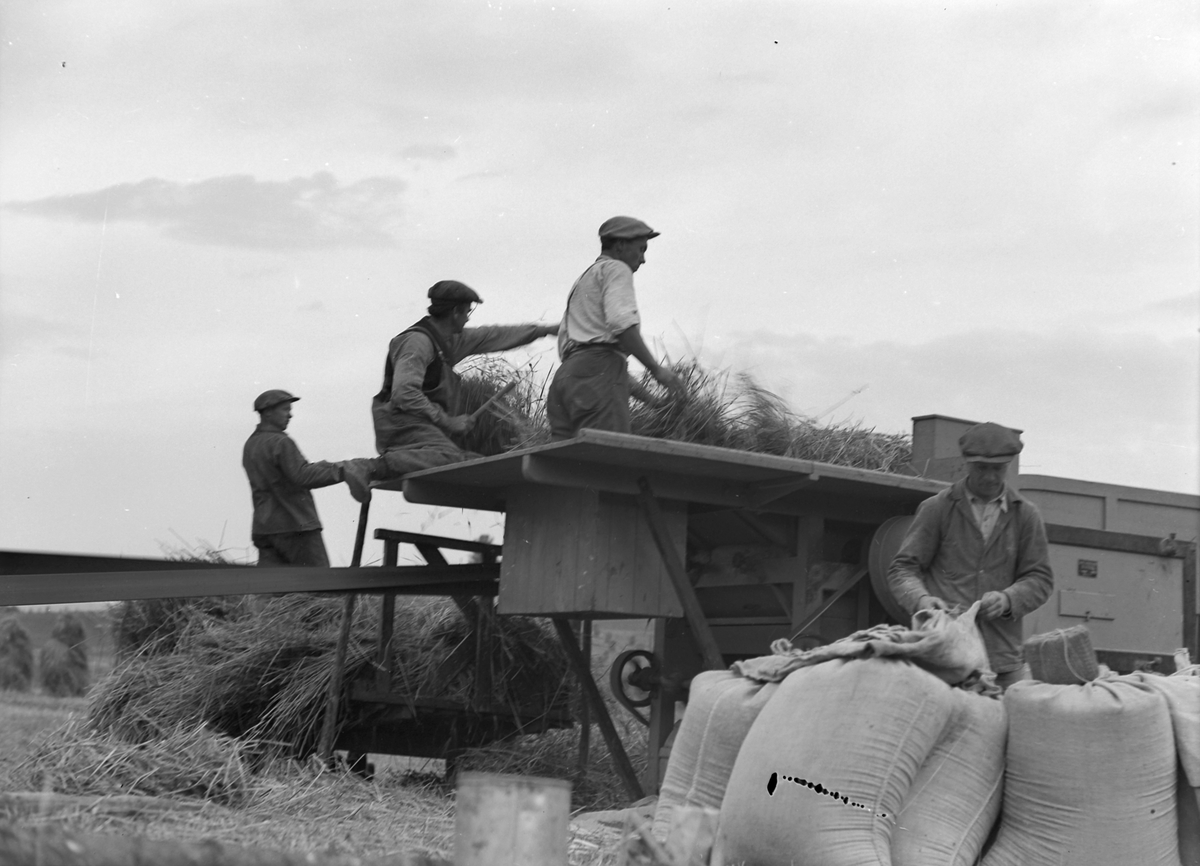 Tresking av korn ved Leira