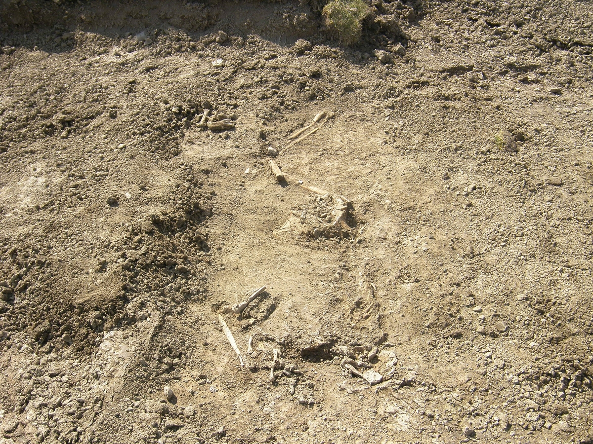 Arkeologisk förundersökning och utredning, skelett 1077, Danmark 63:1, Danmarks-Kumla, Danmarks socken, Uppland 2011