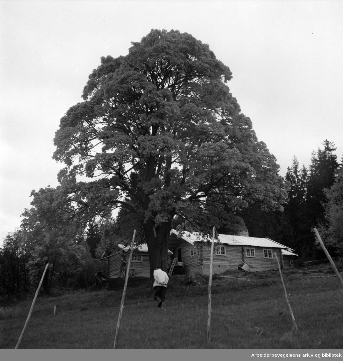 Maridalen: Martinhytta under bygging. Oktober 1952
