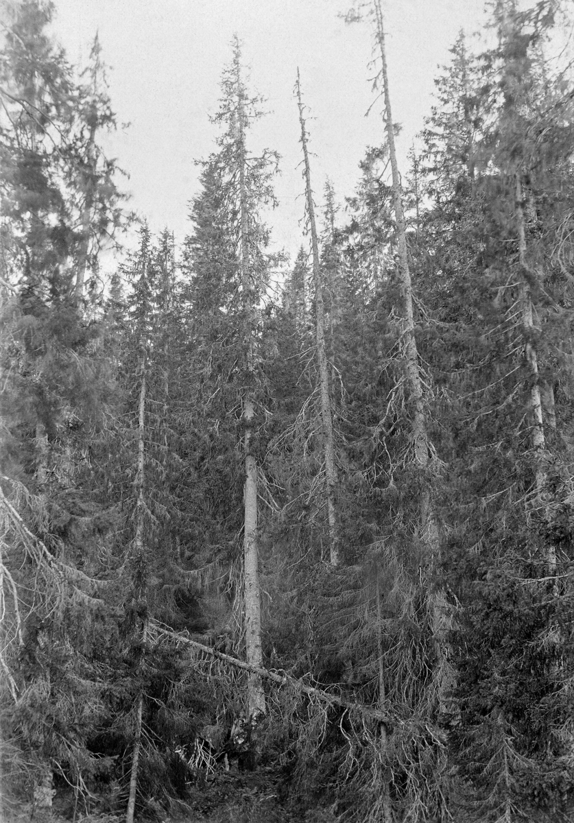 Gammelt granbestand i Furudal statsskog med store, dels inntørkete trær.  På kartotekkortet er bestandet karakterisert som urskog. 