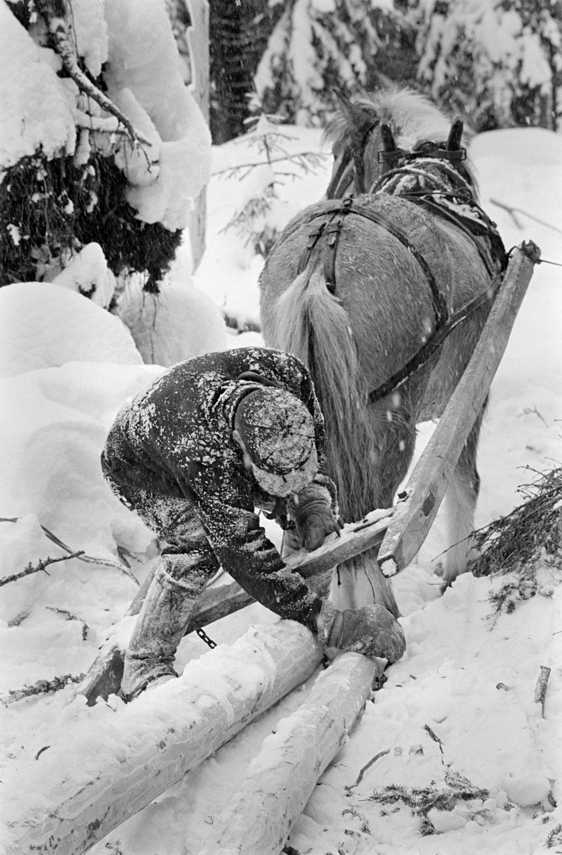 Ole Rismyr (1931-1984) fra Slettås i Trysil, fotografert under tømmerlunning i Nordre Osen vinteren 1980.  Arbeidet ble utført med hest - en fjording - som trekkraft.  Hesten var forspent et såkalt «lunnedrag».  Det besto av to drag eller skjæker som i den bakre enden var forbundet med et tverrtre, en «humul».  Humulen hadde et gjennombrudt hull på hver side, og ved hullene var det jernbeslag med spalter for festing av lekkene på kjettingen som tømmeret be festet i.  Denne trossa ble smøyd gjennom hull - «øyer» - i stokkendene og deretter trukket gjennom hullene i humulen og låst i de nevnte jernbeslagene.  Det var slik innfesting Ole Rismyr arbeidet med da dette fotografiet ble tatt.  Han var kledd i jakke og bukse av mørkt vamelstoff, og hadde snøsokker på beina og skyggelue på hodet. 

Dette fotografiet er tatt i forbindelse med opptakene til en film som skulle vise arbeidsforholdene i skogbruket før mekaniseringa.  Materiellet og arbeidsteknikkene som ble vist i denne filmen var det få som fortsatt praktiserte, men mange som husket, da dette fotografiet ble tatt.