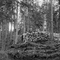 Skogsarbeider i aktivitet med hakke ved siden av ei tømmerlu