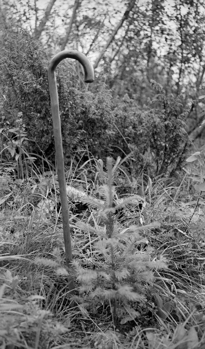 Granplanting Bjåen, Bykle. 900 m. o. h. plantet 1936 foto ca. 1938