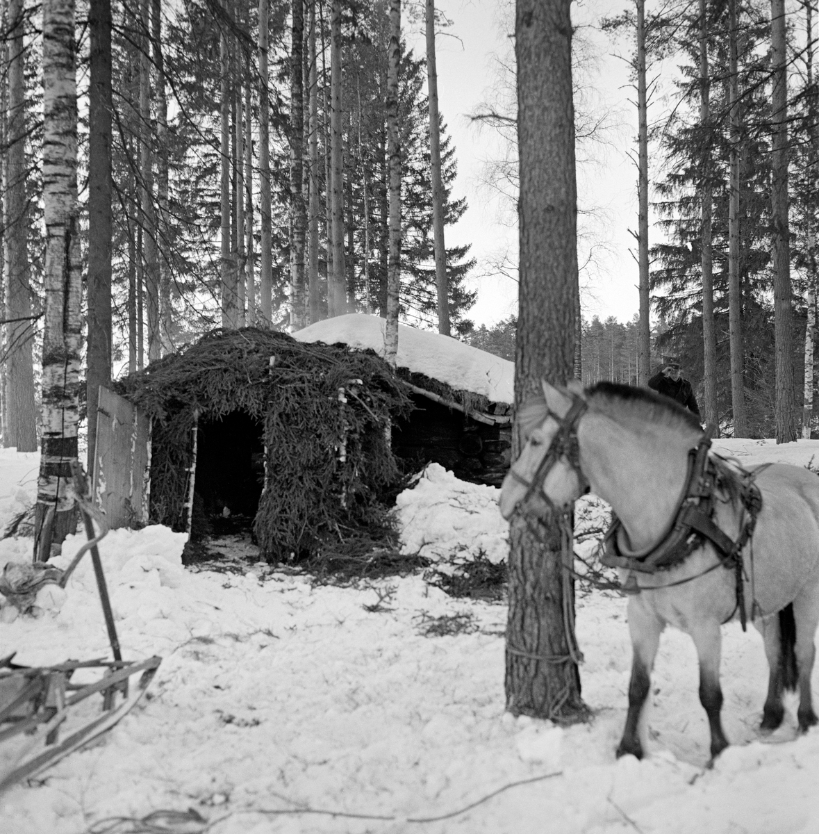 Bygging av barstall utenfor Letjerndalskoia i Norsk Skogbruksmuseums friluftsmuseum på Prestøya i Elverum.  Fotografiet er tatt i forbindelse med opptakene til dokumentarfilmen «Liv og husvær i Skogen» vinteren 1962.  Barstallen ble bygd inntil koiegavlen, på et skjellett av tynne bjørke og granrajer, og med et forholdsvis flatt saltak, som i likhet med sideveggene var kledd med granbar.  Det fantes en døråpning, og ved siden av denne sto en lem, som skulle brukes som dør.  I forgrunnen til venstre ser vi framparten av en skikjelke som ble brukt til å vise manuell tømmerlunning i den nevnte filmen.  Til høyre i forgrunnen sto en fjording, som også var aktør i filmen, bundet til en furulegg.