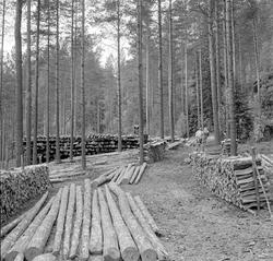 Velteplass for tømmer i furuskog ved Arendalsvassdraget i Åm