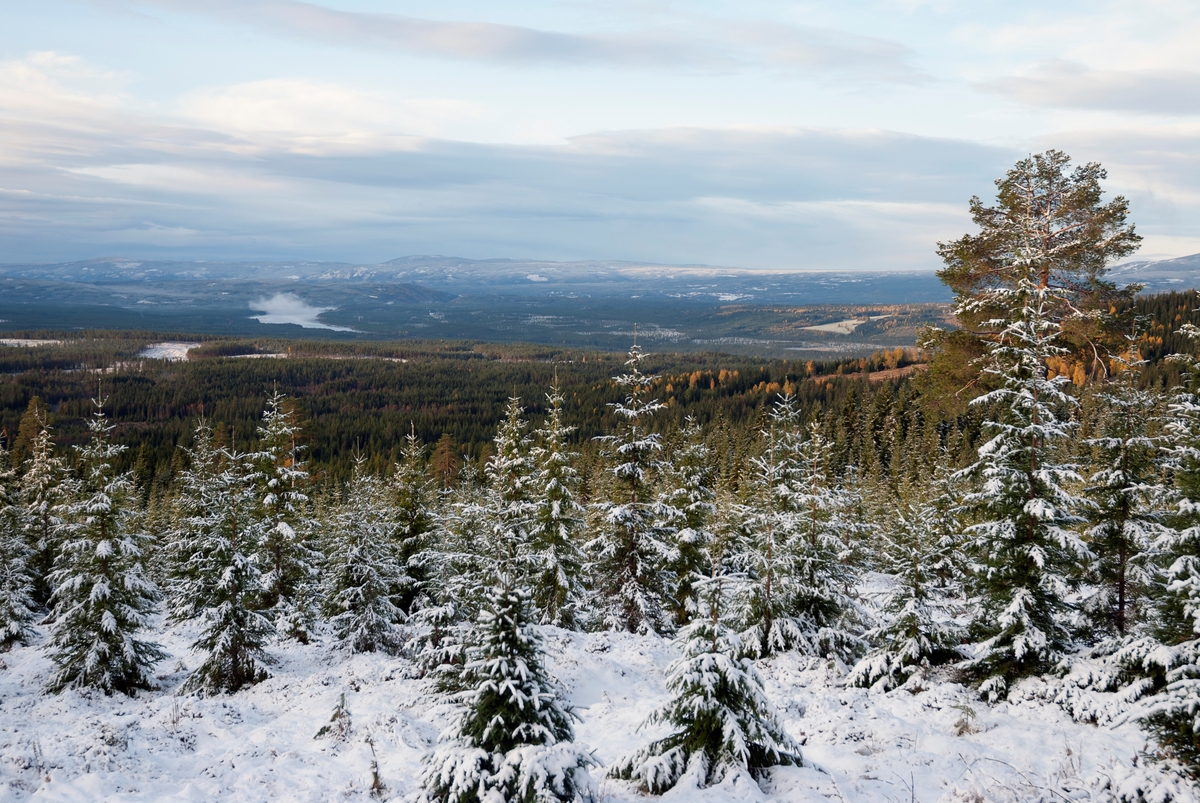 Landskapsbilde fra Tørråsen i Regionfelt Østlandet i Åmot, Hedmark. Snødekt mark med granskog i forgrunnen med Løpsjøen i Renavassdraget i bakgrunnen. 