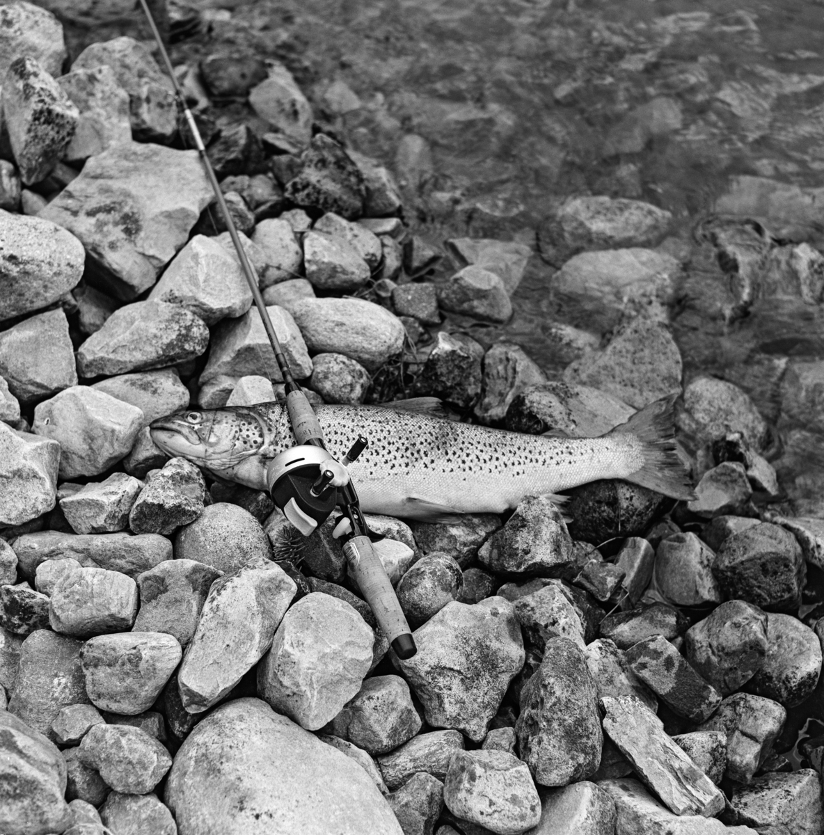 En ørret på 1, 7 kilo som ble tatt i Sennsjøen i Nordre Trysil i Hedmark i 1962.  Fisken er fotografert på et steinete underlag i strandsonen, sammen med slukstanga med lukket haspelsnelle som den ble fanget med.  Sportsfiskeren som tok denne fisken var sannsynligvis identisk med fotografen, Kjell Søgård. 