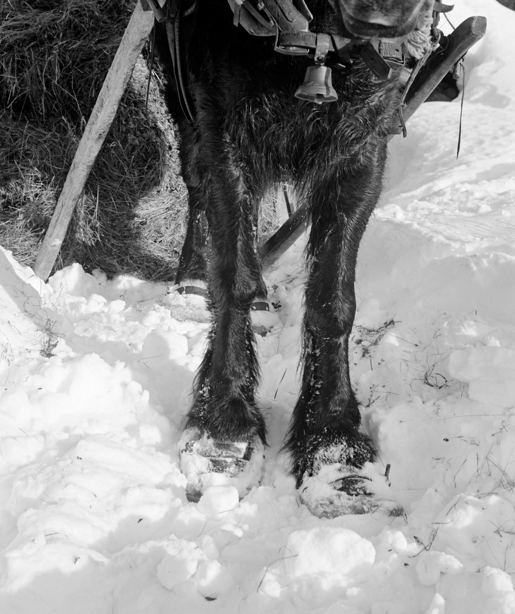 Dølahest med truger, fotografert under høykjøring i Vestre Gausdal vinteren 1968.  Dette er et nærbilde, tatt forfra, mot hestens forbein.  Den står i løs snø, men vi kan likevel se at den har «fjøltruger», lagd av rektangulære bord.  Trugene er, på forsida av føttene, festet ved hjelp av ei binding, et slags band som var ført over framfoten i overgangssonen mellom hoven og kodepartiet.  Materialet i denne bindinga lar seg vanskelig lese, på grunn av snøen og svart-hvitt-gjengivelsen, men det var sannsynligvis ei jernbøyle (jfr. SJF-F.008276).  I bakgrunnen skimter vi bakbeina, som har samme trugetype.  Vi ser også skjækene og den fremre delen av høylasset.  Øverst i bildeflata ser vi reima som binder de nedre endene av bogtrærne sammen, og bjella som skulle varsle andre som ferdes langs smale, opptråkkete veger i vinterskogen om at det kom et trekkdyr.