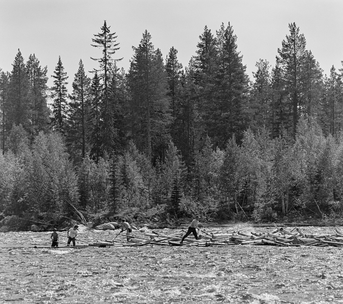 Fra tømmerfløtinga i Trysilelva i juni 1978.  Bildet er tatt på tvers av elveløpet, hvor det hadde satt seg fast en del tømmer (slipvirke), antakelig i et grunt parti i ellers hurtigstrømmende vann.  Da dette fotografiet ble tatt arbeidet fire sommerlig antrukne fløtere med å løsne stokkene på den nedre delen av haugen. Karene var (fra venstre) Kjetil Olager fra Innbygda i Trysil, Bjørn Graff, Einar Liberg og Ole K. Rømoen, de tre siste fra Jordet i Trysil. På motsatt elvebredd vokste det småskog, med et eldre blandingsbestand av furu og gran i bakgrunnen.

I 1978 skal det ha vært innmeldt 70 699 kubikkmeter tømmer til fløting i Trysilelva.  Tømmeret gikk til svenske kjøpere, som til sammen skal ha mottatt 112 463 fra Trysilvassdragets nedslagsfelt.  Differensen mellom de to tallene må antakelig ha vært virke som ble transportert over riksgrensa på lastebiler.   I 1978 sysselsatte Klarälvens flottningsförening 27-28 sesongarbeidere med fløting på norsk side av grensa.  Mange av disse var veteraner, men fløtingsledelsen var opptatt av å rekruttere yngre aktører også, med sikte på at fløtinga i Trysil skulle fortsette sjøl om den ble nedlagt i mange andre vassdrag.  Langs Trysilvassdraget var det stor interesse for slikt arbeid. Fløting.