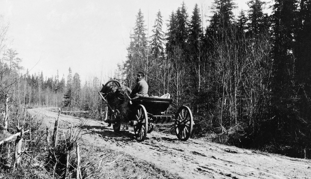 Vogn med fire hjul, forspent en hest, på sporete veg i skogsområde i Nordvest-Russland.  En mann satt i vogna.  Fotografiet er tatt tidlig på 1900-tallet.