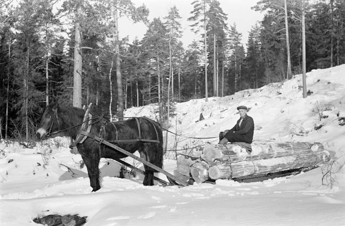 Dølahest med tømmerlass og kjørekar, fotografert i Gjerpen i Telemark vinteren 1952.  Fotografiet er tatt skrått forfra.  Hesten sto stille, på en tømmerveg nedenfor en bakkekam der det var gjensatt en del furuer som frøtrær etter foregående hogst.  På sleden, en såkalt «rustning», lå det fem furustokker som til sammen skal ha hatt et volum på to kubikkmeter.  Rustningen var et todelt sledetype – også kalt «geitdoning» eller «bukk og geit».  Den fremre sleden – «bukken» - hadde dreibar bank og var forbundet med den bakre ved hjelp av ei kjettingtrosse.  Dette gjorde denne sledetypen smidig og fleksibel på svingete tømmerveger i staupete terreng.  Lasset ble holdt på plass ved hjelp av tverrgående kjettinger, som ble strammet opp og låst ved hjelp av såkalte bendebjørner.  På den fremre delen av lasset satt tømmerkjøreren med en striesekk som sitteunderlag og med beina vendt mot høyre i forhold til det som i fartsretningen var venstre side av lasset.  Dette var sannsynligvis Einar Godal (1921-1961), og fotografiet er antakelig tatt i skogen som hørte til eiendommen Godal (gnr. 41, bnr. 1) i Gjerpen.