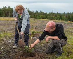 Plantearbeid i skogfrøplantasjen i Julussdalen i Elverum høs