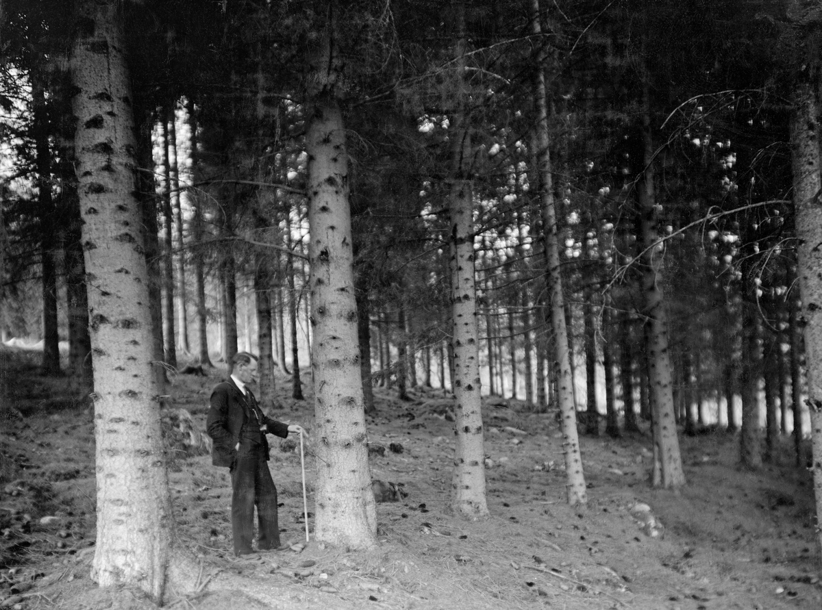 Interiør fra 60 år gammel plantet granskog på Sande i Balestrand i Sogn.  Bildet er antakelig tatt i slutten av 1930-åra, og denne skogen må i så fall ha vært plantet i 1870-åra.  I denne bygda begynte man tidlig å plante barskog.  Den store pioneren i vestlandsskogbruket, forstmannen Hans Andreas Tandberg Gløersen (1836-1904), skrev alt i 1867 at «I Balestrands Hovedsogn har kunstig Opelskning af Skovtræer allerede i flere Aar med Held været forsøgt.»  Her var det med andre ord lagt et grunnlag for videre skogreisinsaktivitet også i tiåra som fulgte.

Fotografiet er tatt inne i granteigen, der en dresskledd mann sto og holdt noe som kan se ut som en tommestokk fra bakken oppover en forholdsvis grov granstamme.  Her ble tydeligvis vekstutviklinga i skogen fulgt nøye.  Statskonsulenten i skogkultur, Waldemar Opsahl, har notert seg følgende taksasjonsdata om denne skogen: «Sande i Balestrand. 60-årig plantnig.  Ca. 5 mål.  Kubikkmasse pr. mål 45 m3.  Høider optil 27 nm.  Et tre høide 25 m.  Diam 56 cm.  Kub.-masse hvis forklasse 60 = 2,6 m3, 55 = 2,4 m3.  Middeltilvekst 15 - 17 m3 pr. år og ha.»