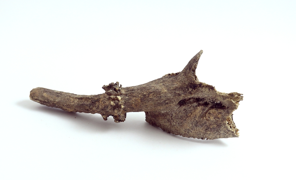 Horn av rådjur med corona och angränsande del av skallen.
