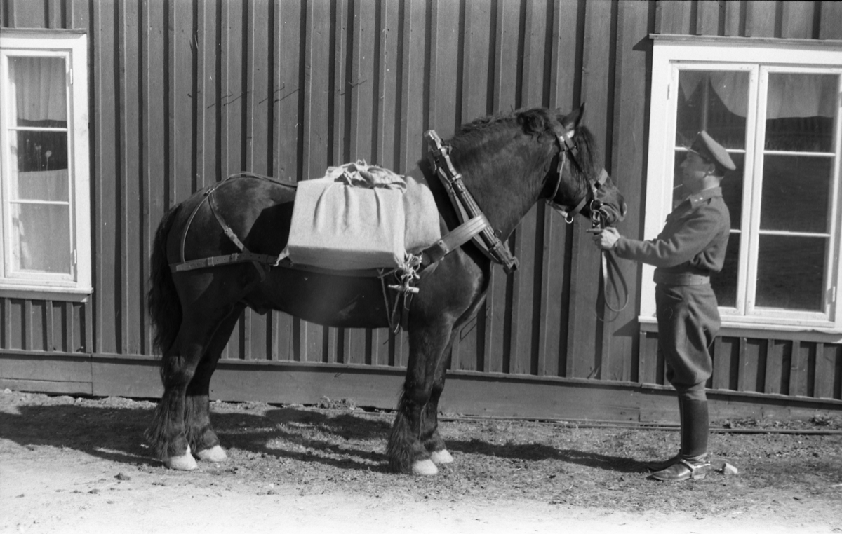 Et militært befal og en hest med kløv foran en husvegg. Sannsynligvis ved Hærens Hesteskole på Starum. Fire bilder, mai 1953.