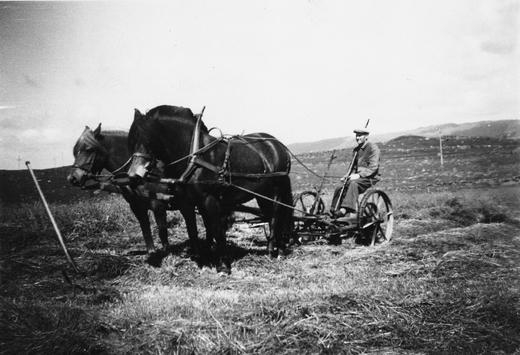 Slåttonn, Olav O. Bergene kjører slåmaskinen. Den eine hesten heiter Rutti. I bakgrunnen skimtar ein Njåfjellet.