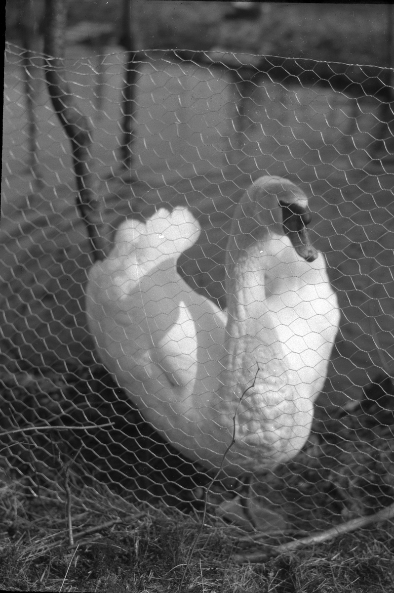 En svan fotograferad genom ett staket i Nolhaga.