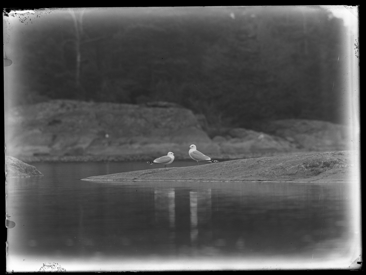 Två måsar fotograferade på klippor vid en sjö.