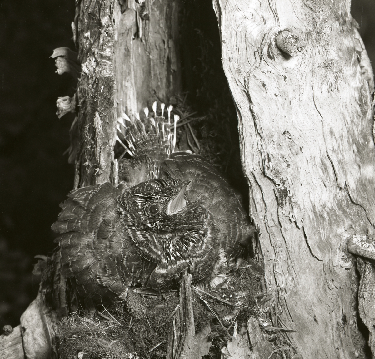 En gökunge i ett fågelbo med uppfluffad fjäderdräkt den 7 juli 1961.