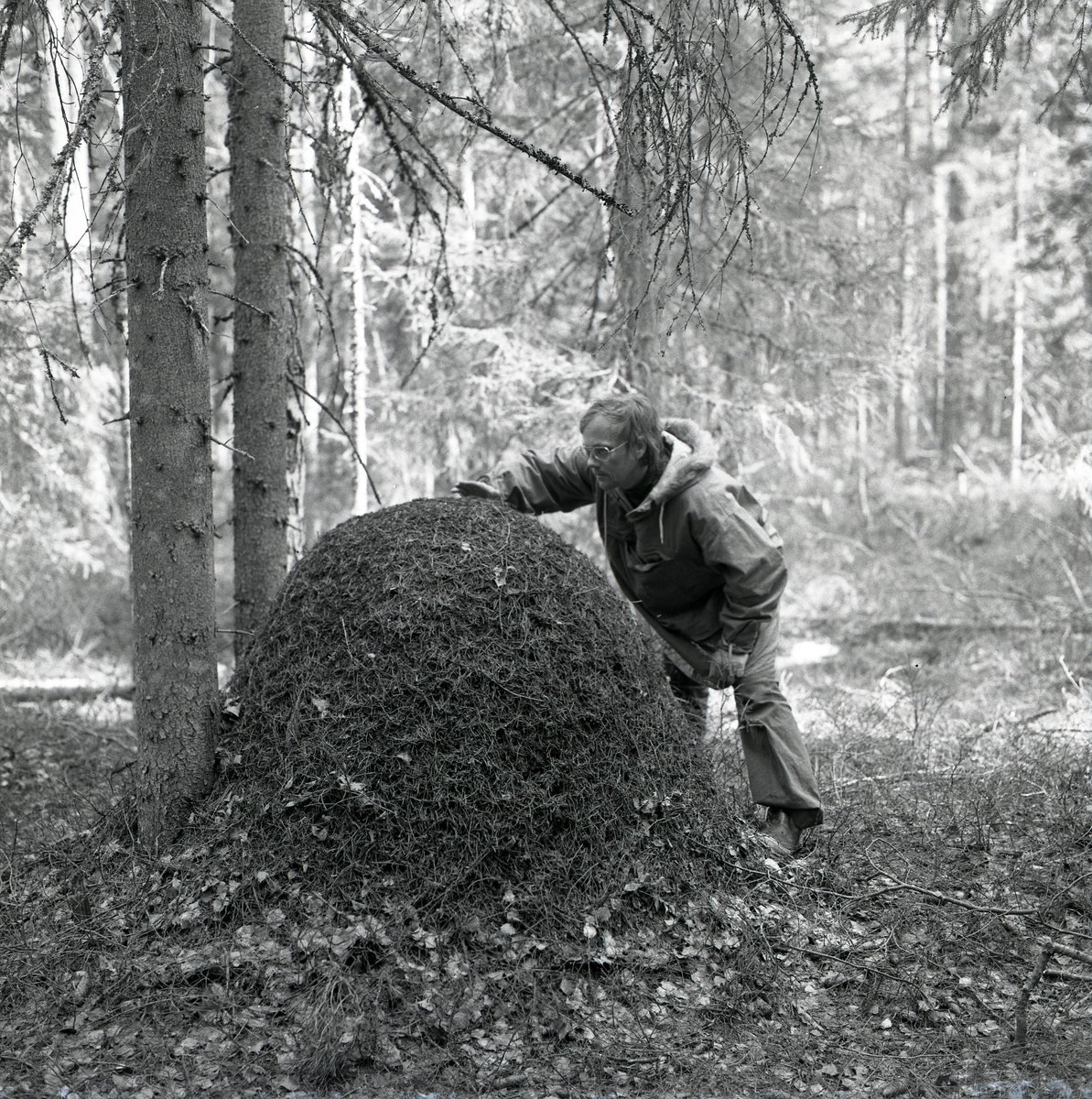 En man håller handen över en stor myrstack våren 1975.