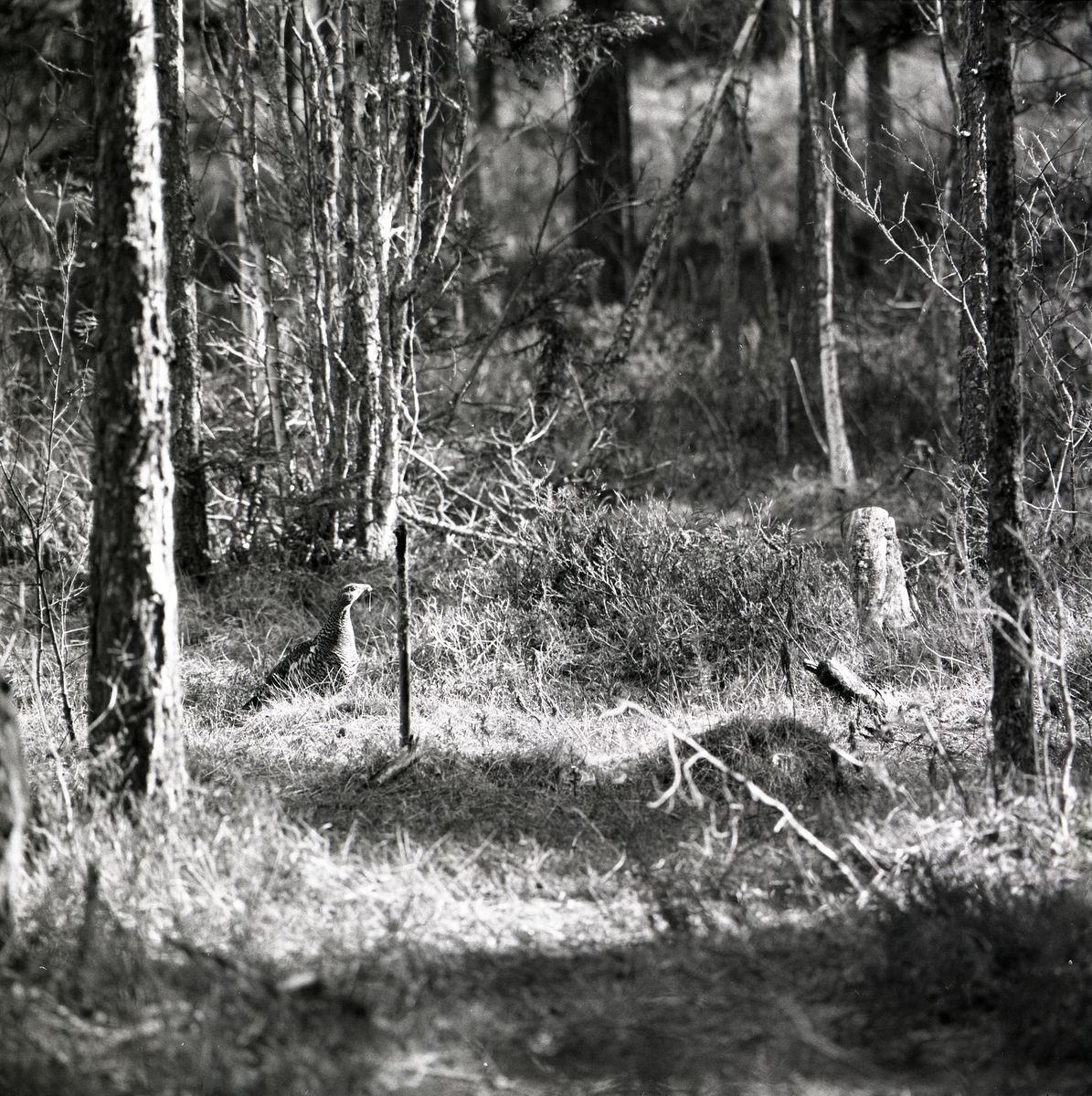 En tjäderhöna går i skogen våren 1975.