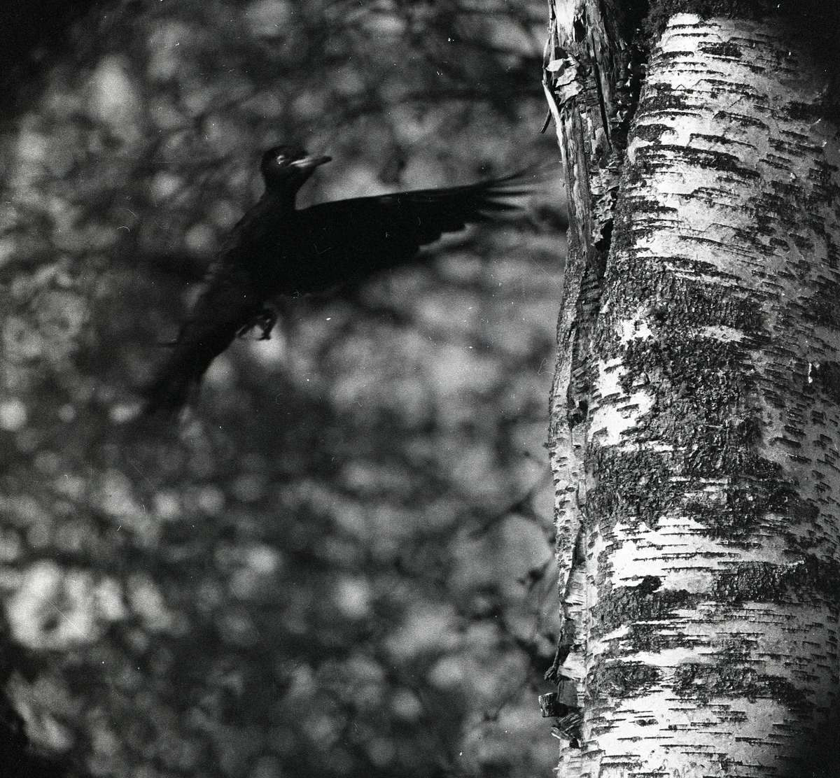 En spillkråka flyger mot ett träd i Västra Höle den 24 maj 1959.
