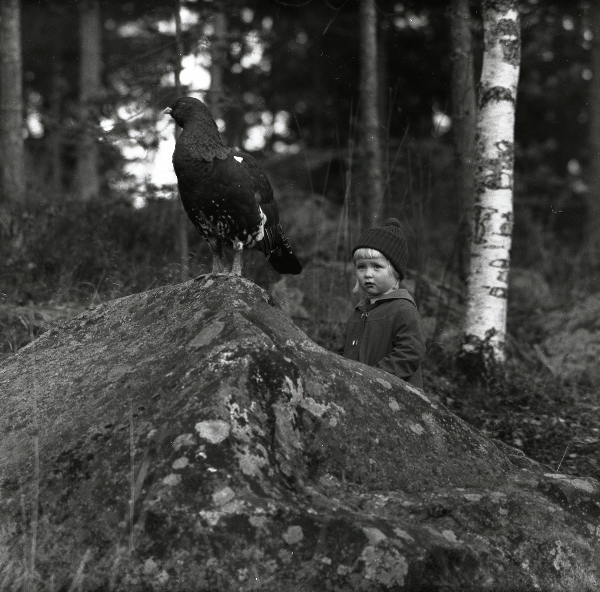 Ett barn står i skogen och tittar på en tjäder som sitter på en sten 22 oktober 1957.