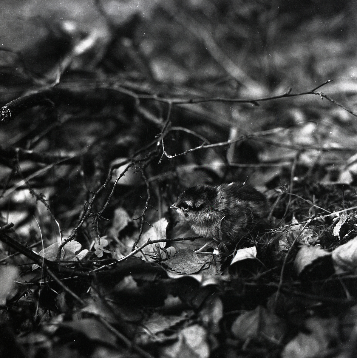 En fågelunge av Järpe sitter på marken bland kvistar och löv 15 juni 1956.