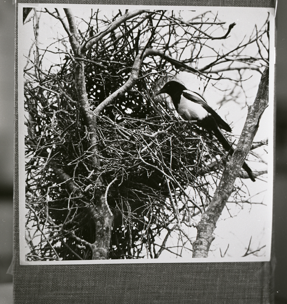Skata sitter utanför ett fågelbo i ett träd 15 maj 1958.