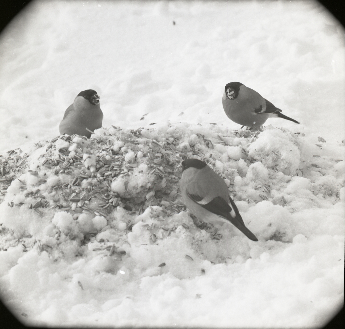 Tre domherrar sitter i snön och äter fågelfrön.