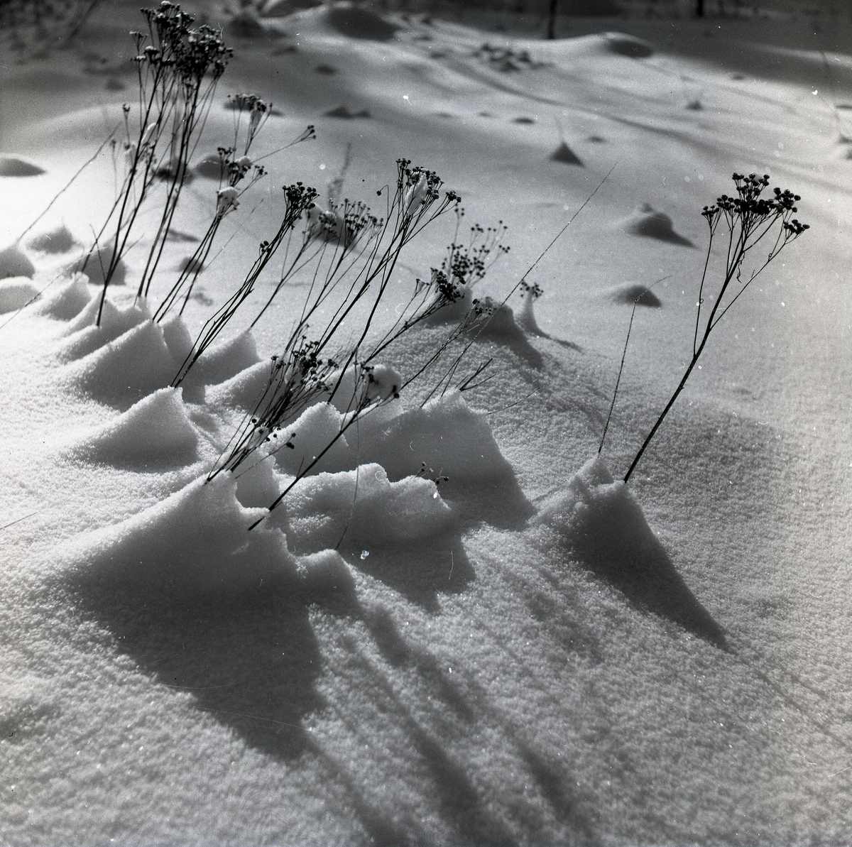 Växter i snön och motljus i februari 1954.
