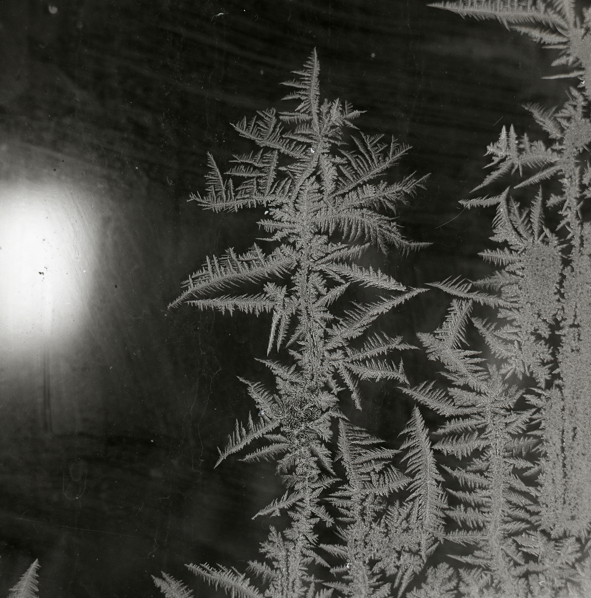 Rimfrostmönster i på glas december 1966.