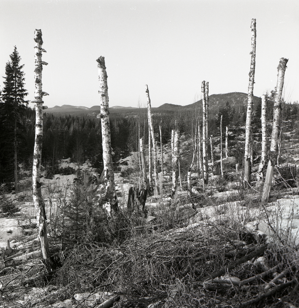 Avbrutna och döda björkar på Grängberget bildar ett "monument" enligt Hilding Mickelsson, 1972.