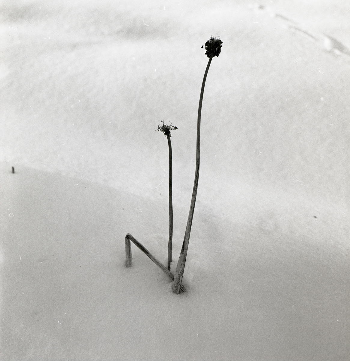 En växt som sticker upp ur snön, december 1981.