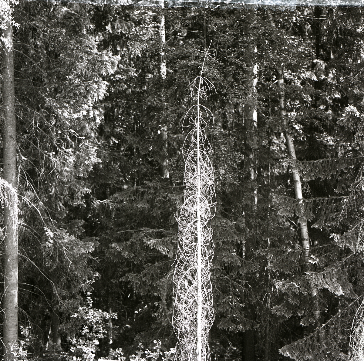 En torrgran i en skog, 1977.