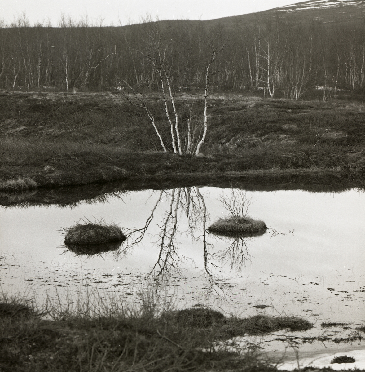 Två tuvor i en sjö vid Keinovuopio, juni 1977.