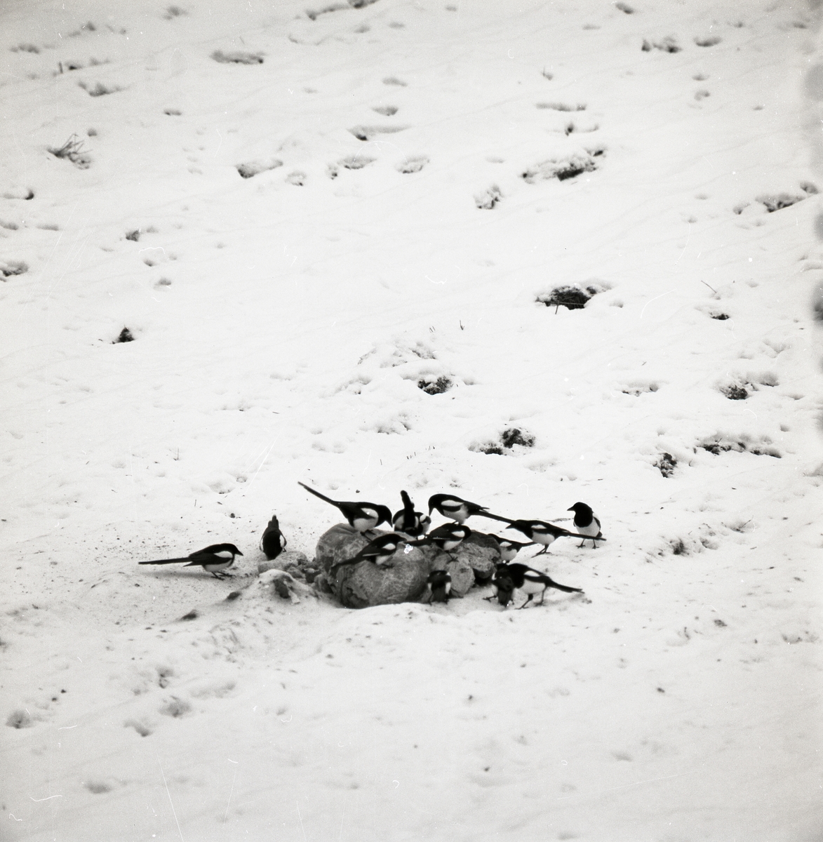 En flock skator sitter på talgbollar i snön.