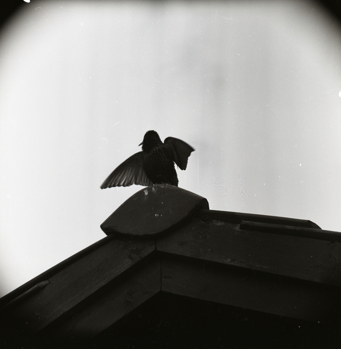 En stare sitter på en taknock, maj 1957.