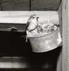 En grå flugsnappare har sitt bo i en ansjovisburk och matar sina ungar som ligger däri, 5 juli 1953.