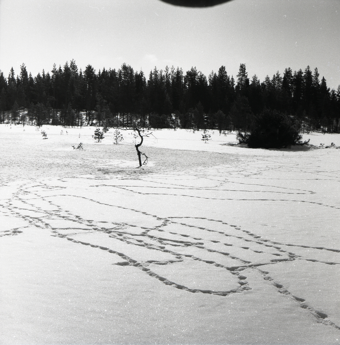 Orrspår i snön vid Degeln den 10 april 1955.