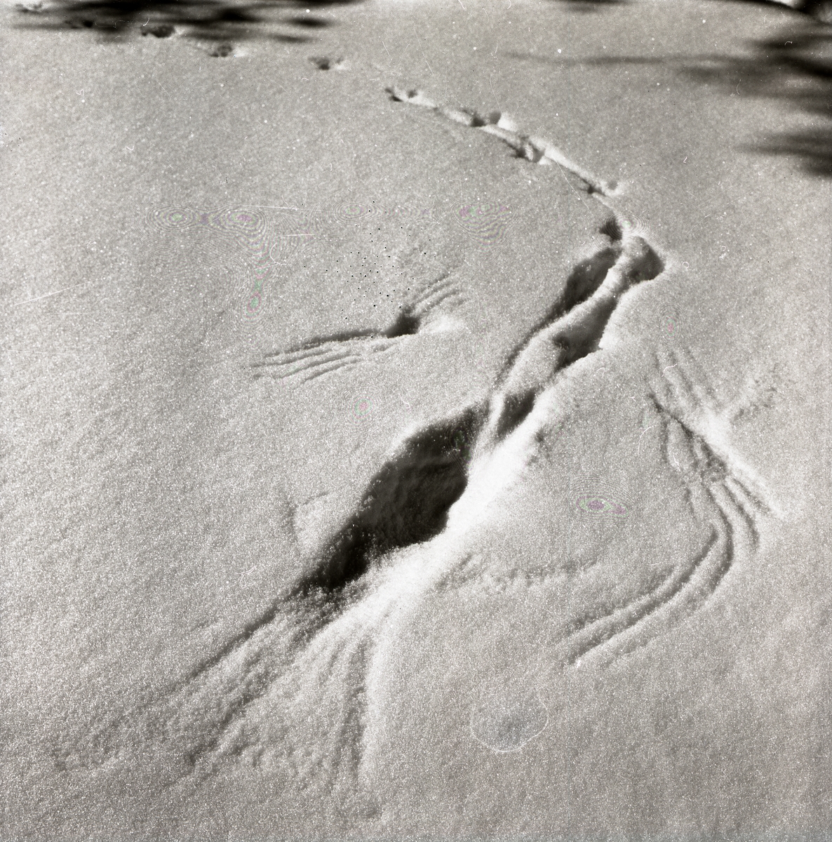 Spår från en orre som flugit upp från snön, 30 mars 1958.