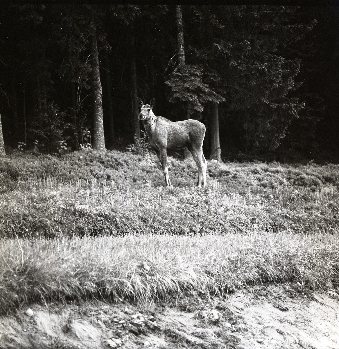 En älgko står på en åker intill en skog i Acktjära, juni 1968.