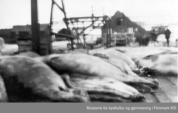 Selskrotter på Golla Fugleviks fiskebruk i Syltefjord 1920-25
