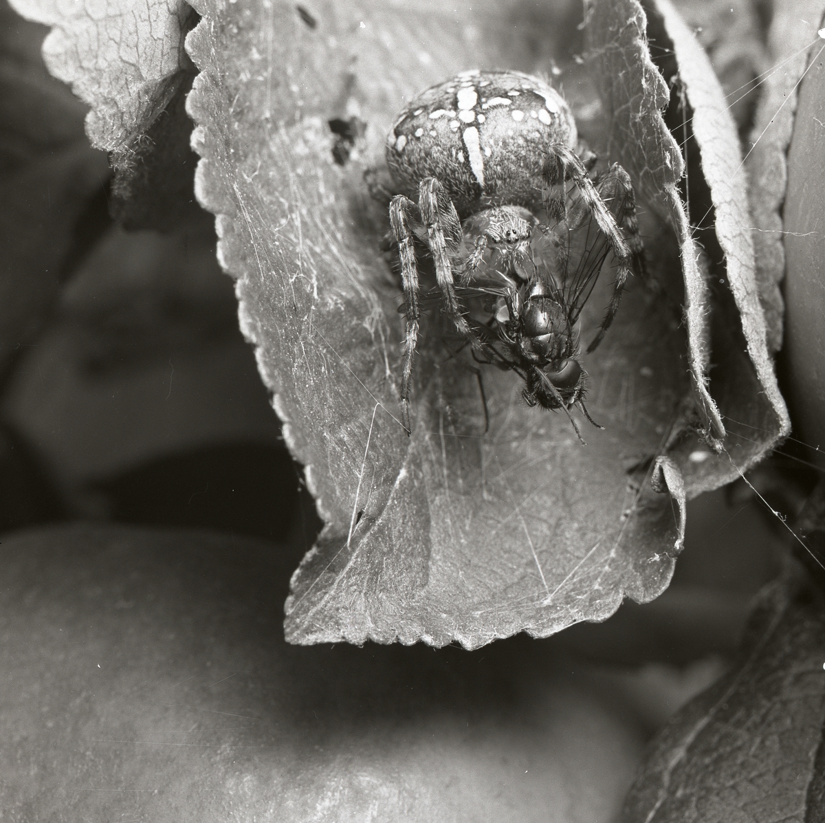 En Korsspindel med fluga i nätet, augusti 1960.