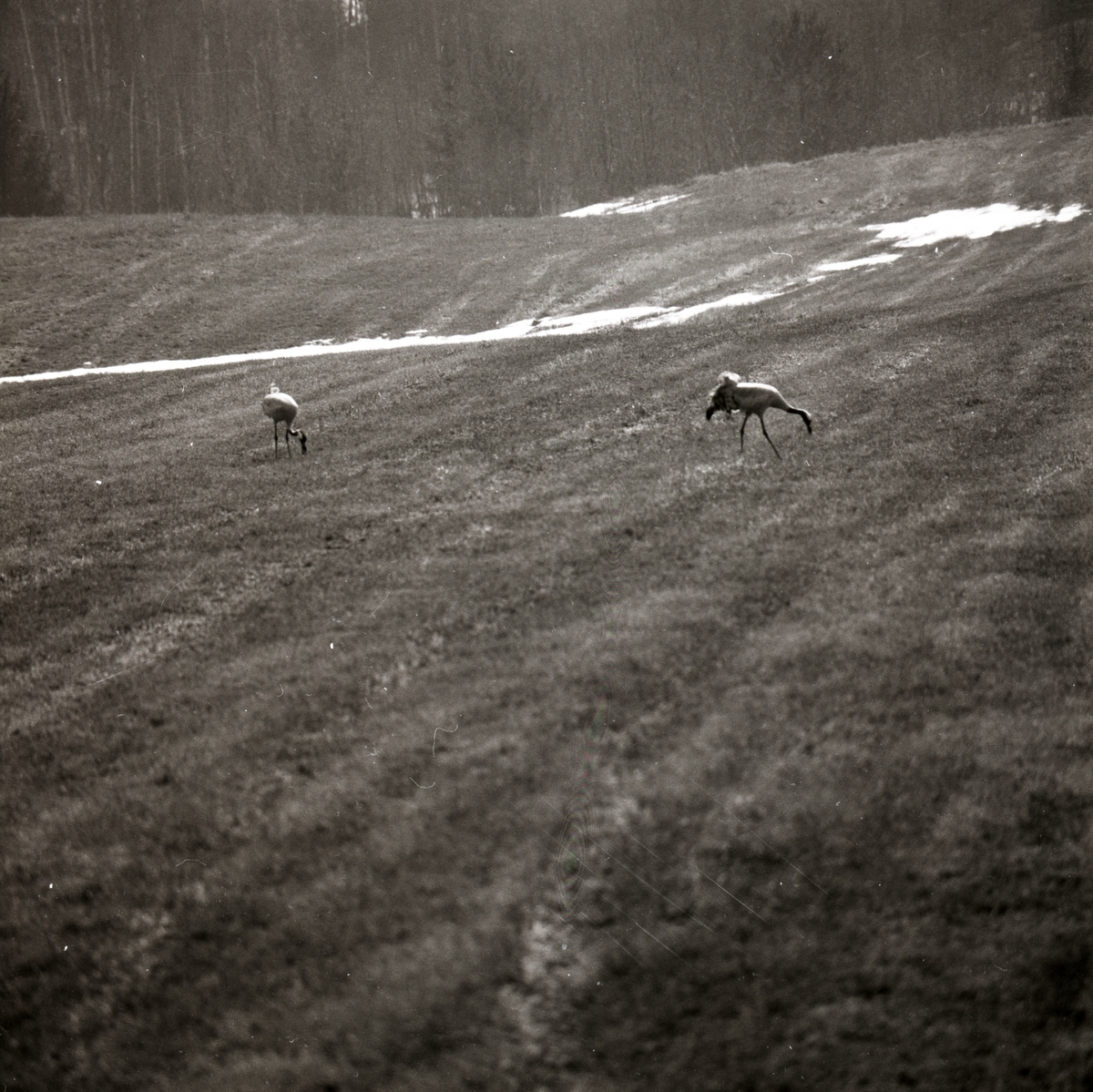 Två tranor går över en åker och pickar med näbbarna i marken, april 1983.