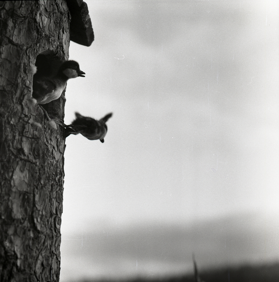 Två knipungar hoppar ut från en fågelholk där de kläckts, Skidtjärn den 1 juni 1960.
