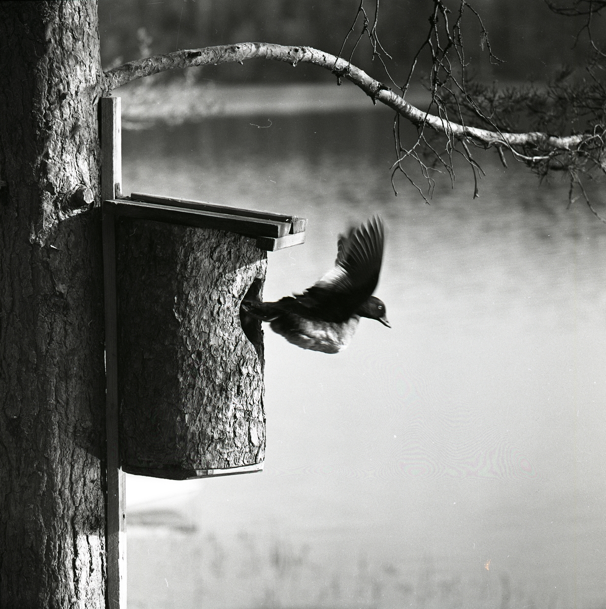 En knipa flyger iväg från en fågelholk vid Skidtjärn, 15-24 maj 1960.