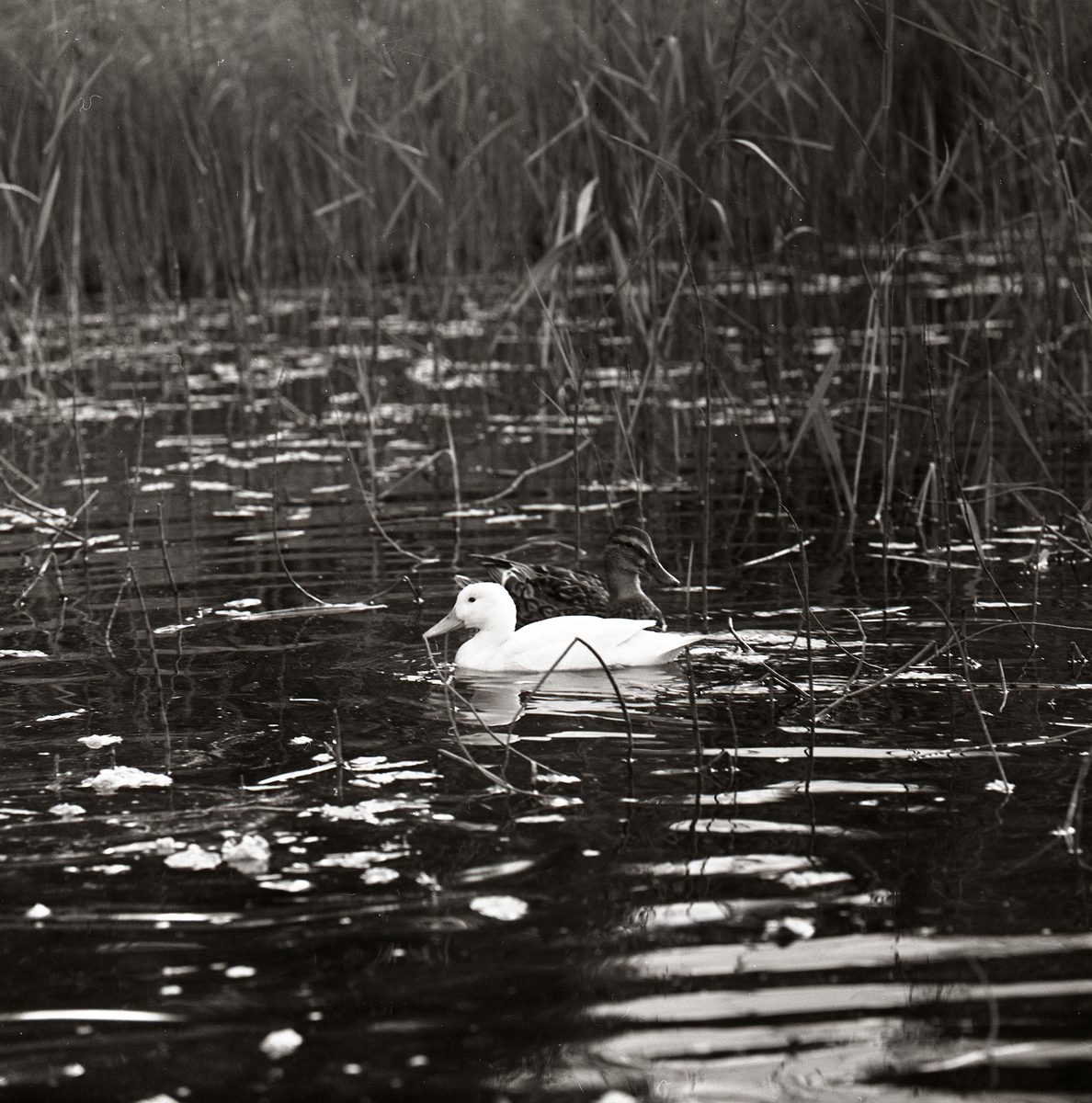 Bland vassen i en vattensamling simmar en vit and, Sörbo den 28 juli 1962.