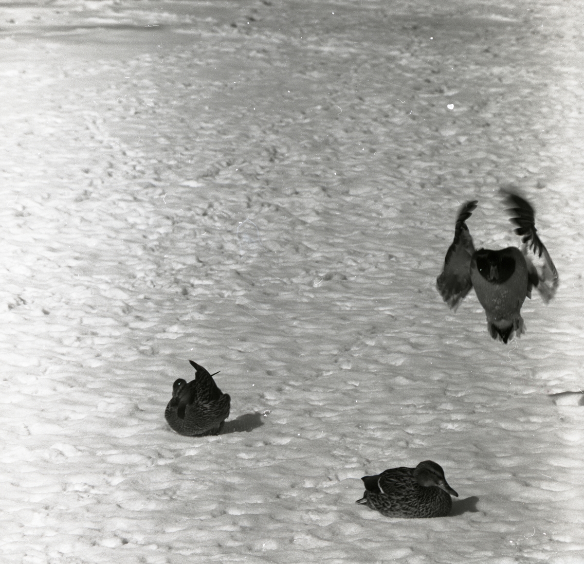 En and flyger intill två sovande änder som ligger på snön, någonstanns i Västerås.