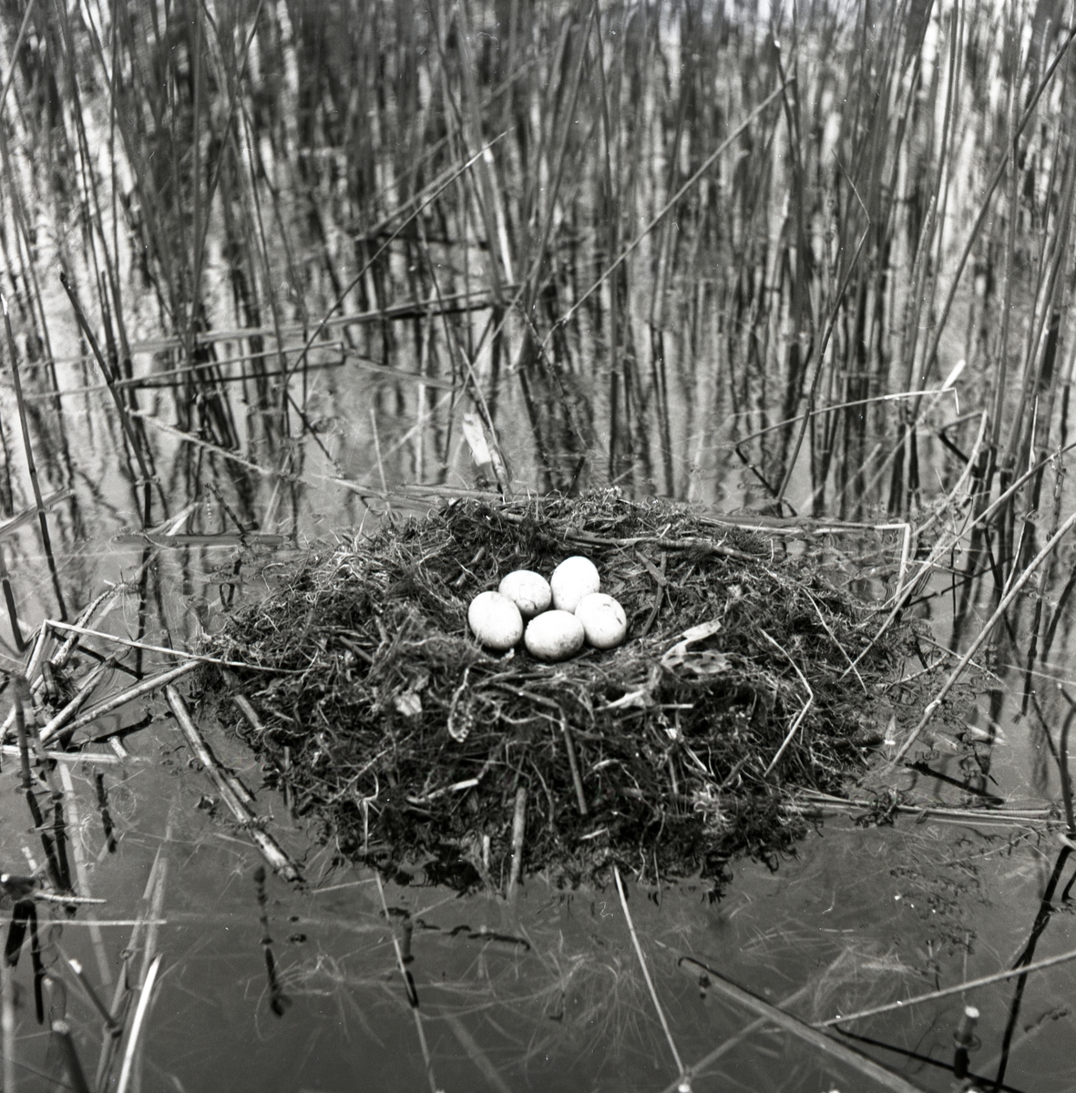 Ett skäggdoppingbo med ägg i Forsa, juni 1950.